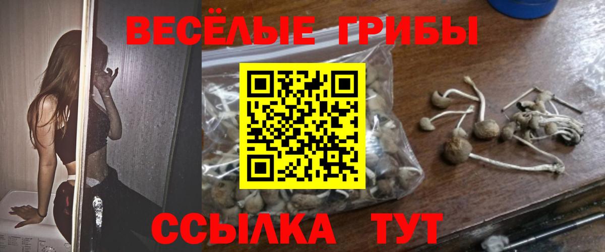 Псилоцибиновые грибы Psilocybine cubensis Вышний Волочёк
